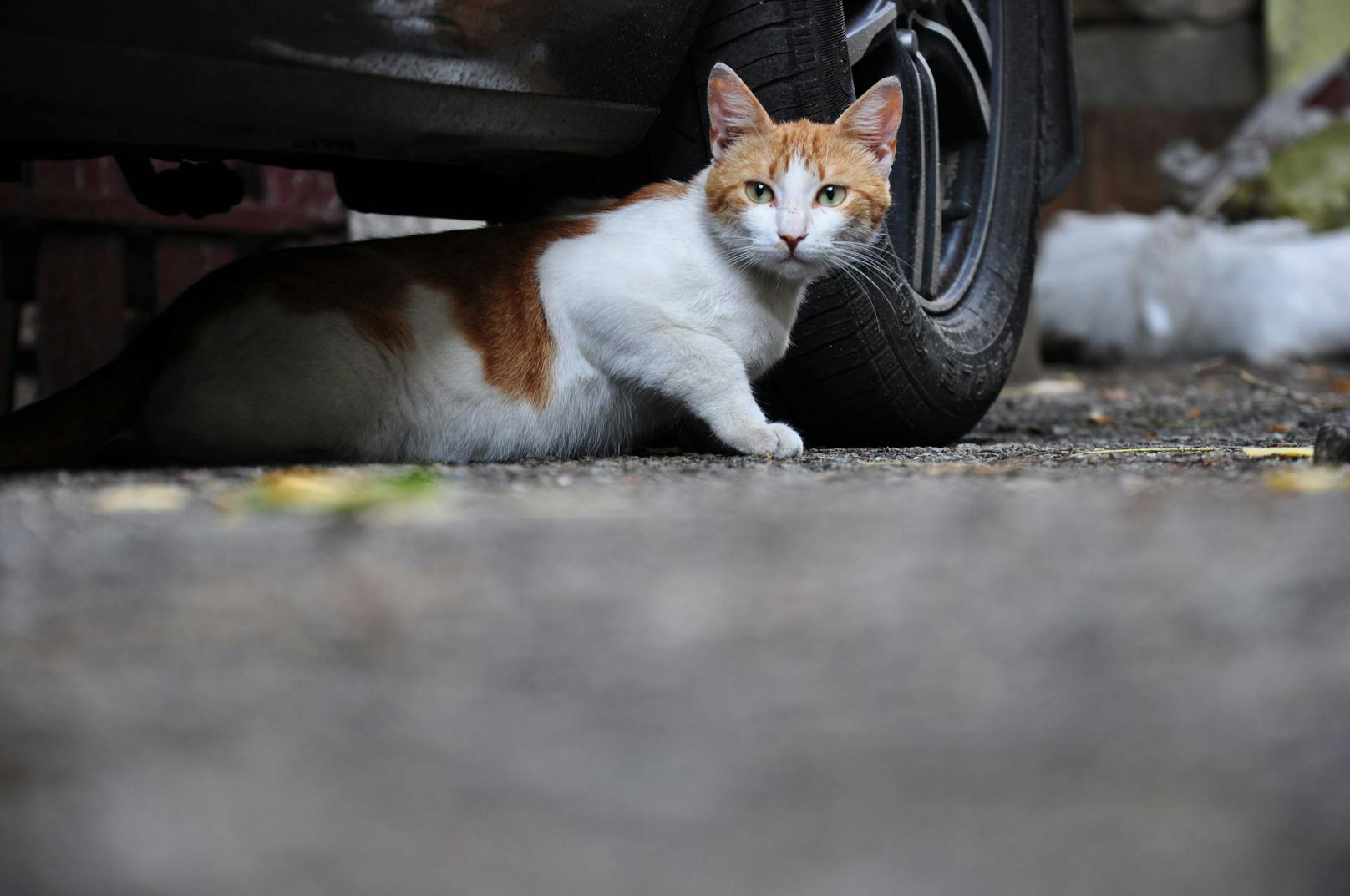 Im Bundesland Nordrhein-Westfalen überfuhren drei Polizisten eine schwer verletzte Katze. (Symbolbild)