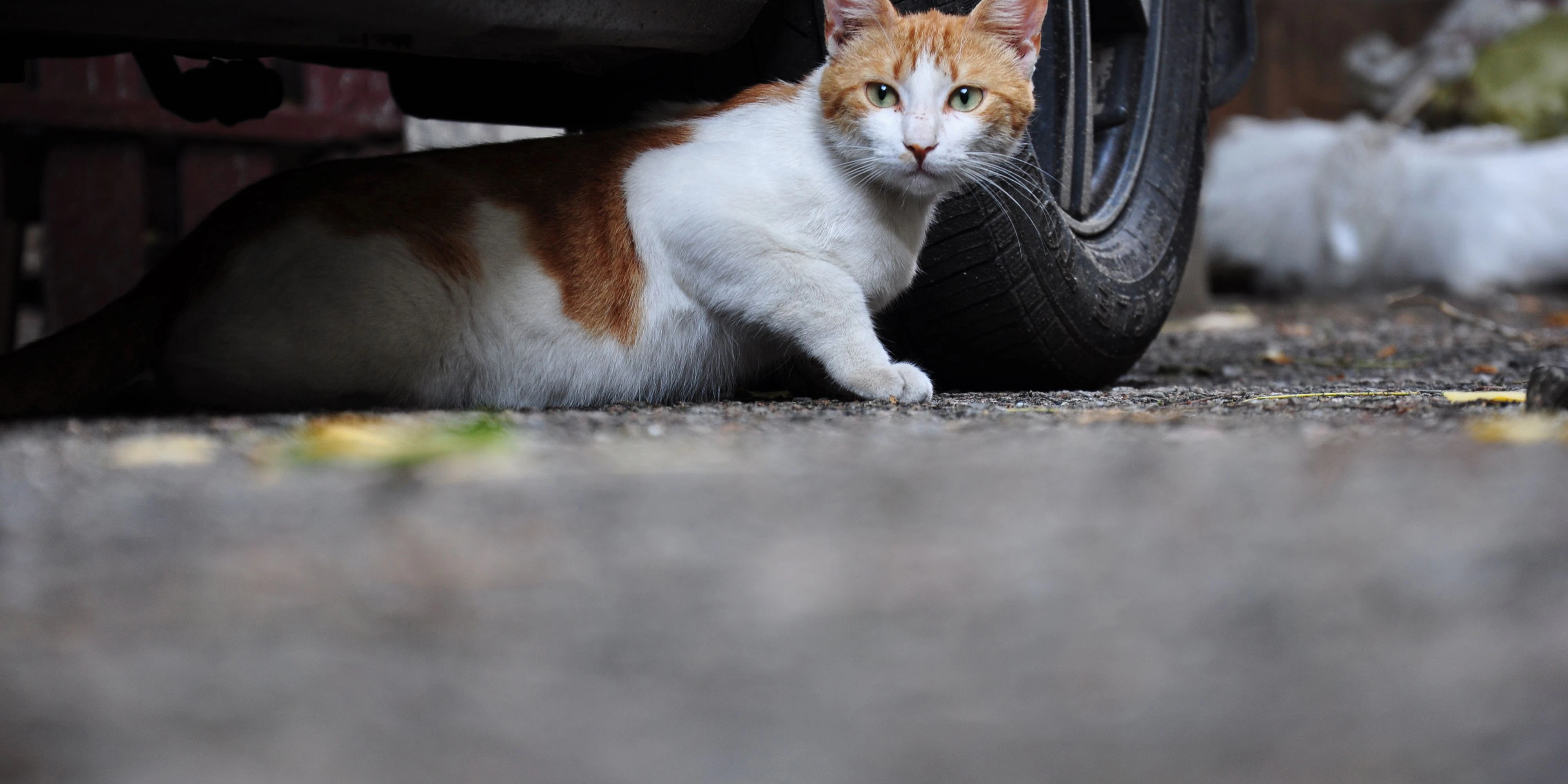 Polizisten überfahren verletzte Katze – mit Absicht - Vimarsana News