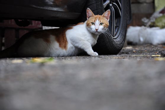 Im Bundesland Nordrhein-Westfalen überfuhren drei Polizisten eine schwer verletzte Katze. (Symbolbild)
