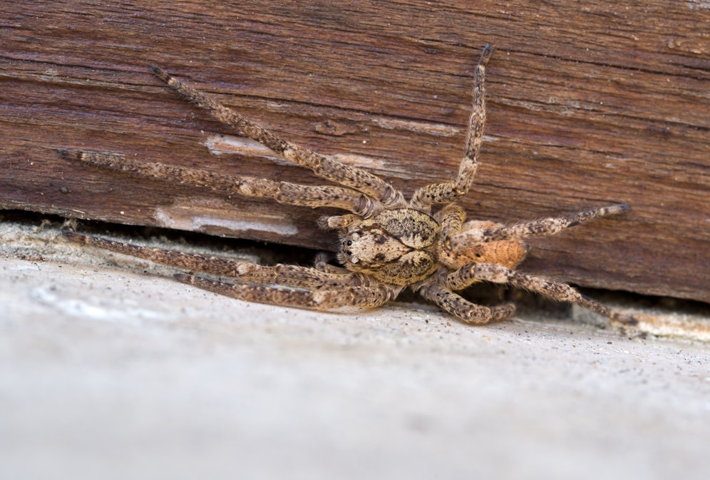 Nosferatu-Spinne ist giftig und sollte nicht mit bloßen Händen angegriffen werden.