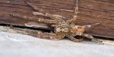 Nosferatu-Spinne in der Wohnung – das solltest du tun