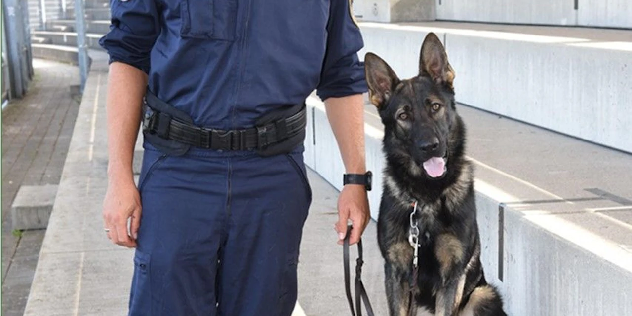 Einbrecher hat gegen Spürhund "Igor" keine Chance - Vimarsana News