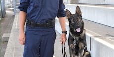 Einbrecher hat gegen Spürhund "Igor" keine Chance