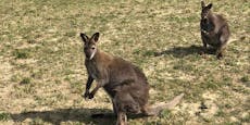 Australien oder Kilb? Känguru sorgt für Aufsehen