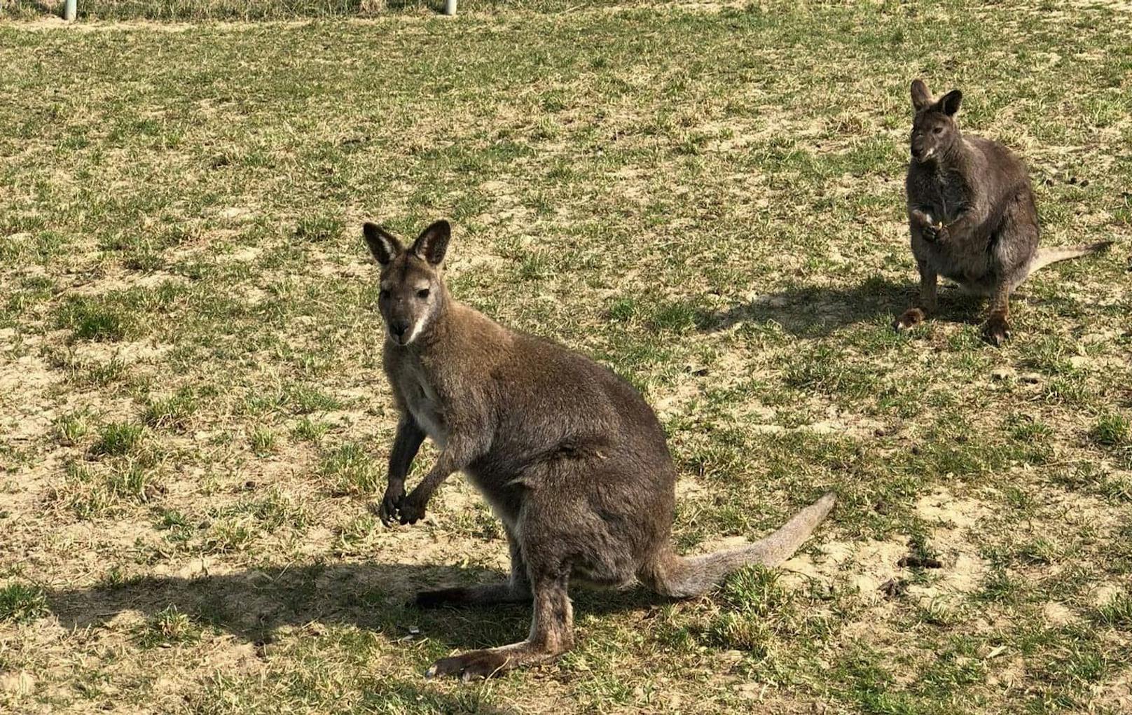 Australien oder Kilb? Känguru sorgt für Aufsehen