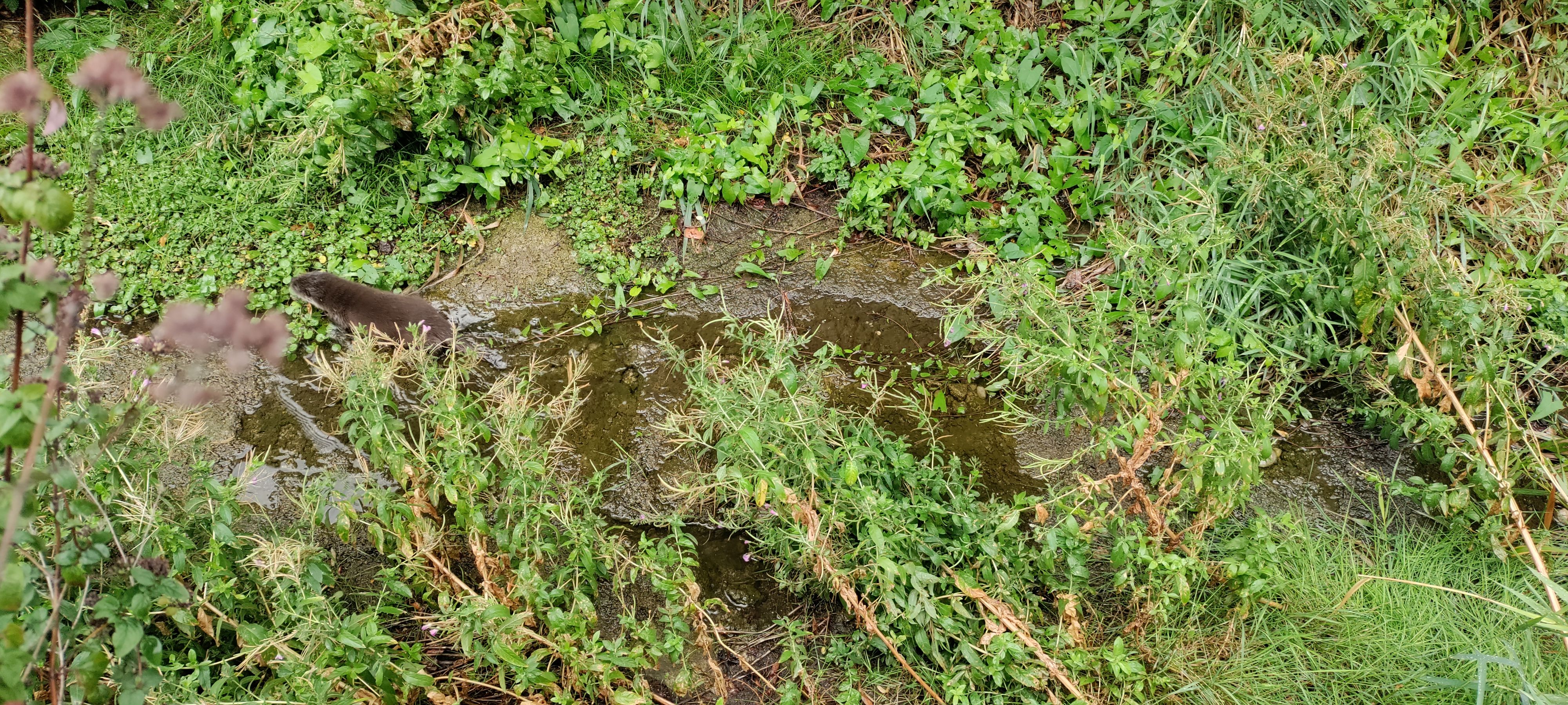 Der kleine Otter lief beim Aubach hin und her, schrie verzweifelt nach seinen Eltern.