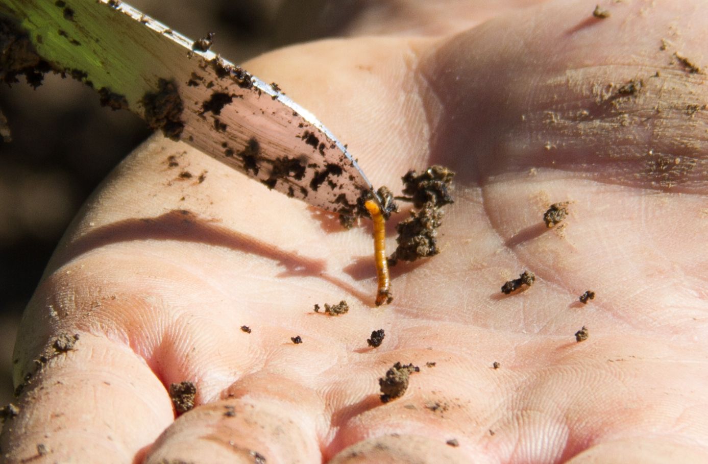 Der Drahtwurm vernichtete teilweise 80 Prozent der Ernte einzelner Weinviertler Bauern.