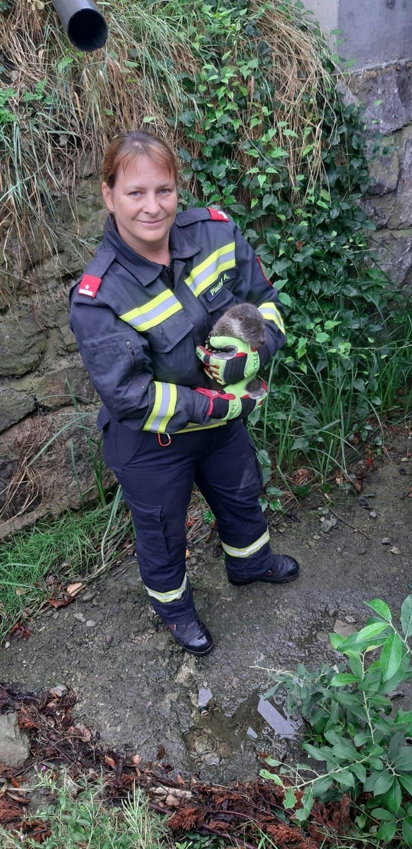 Findelkind! Feuerwehr rettet herzigen Otter aus Aubach