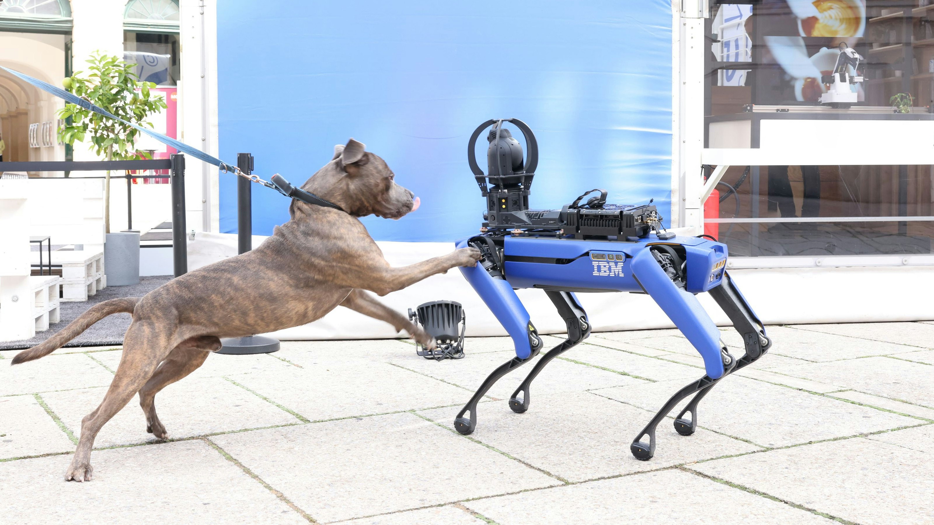 Roboterhund "Pluto" trifft den echten Hund "Zeus" im Museumsquartier. Die gegenseitigen Sympathien sind groß