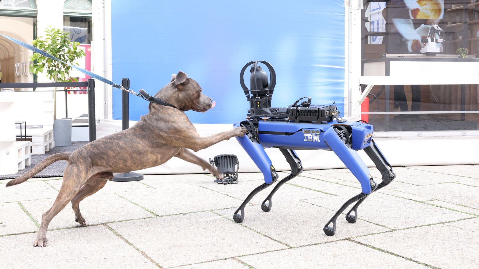 Roboter-Hund Pluto trifft den Hund Zeus im Museumsquartier. Die gegenseitigen Sympathien sind groß.