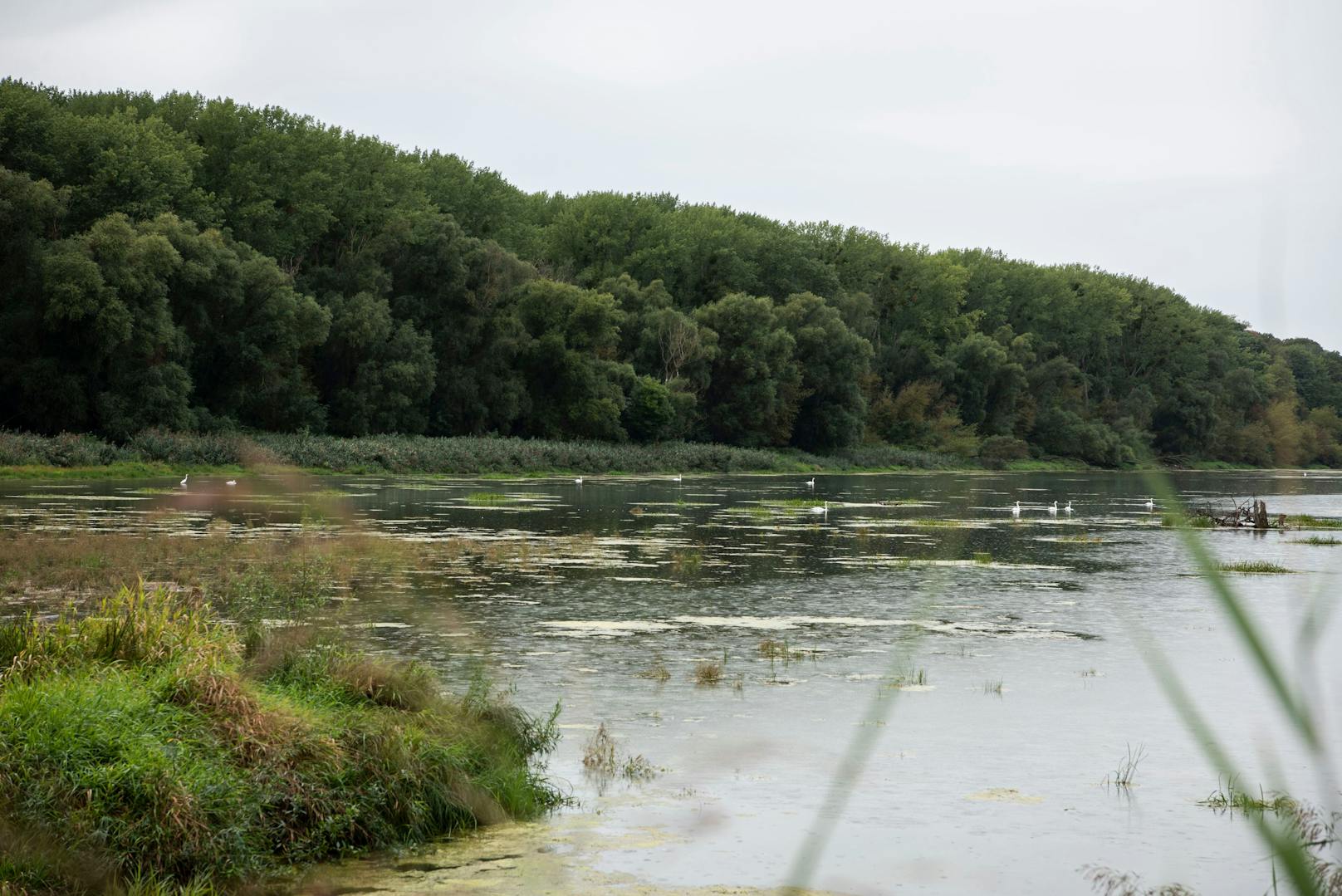 Der idyllische Nationalpark Donau-Auen, in dem das Team von Mondelez Österreich Müll einsammelte.