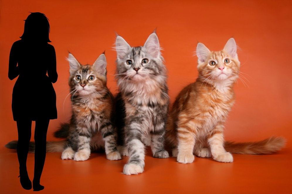 Constanze G. muss ausziehen, weil ihre Nachbarin ihre Haustiere nicht mag.