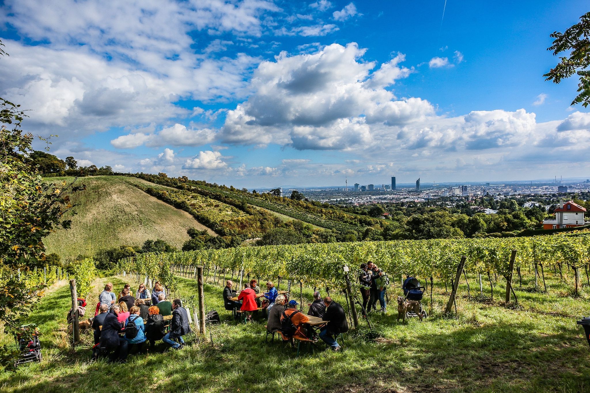 Wandern und Weingenuss - der traditionelle Wiener Weinwandertag bietet am ersten Oktoberwochenende eine perfekte Gelegenheit für einen Spaziergang in den malerischen Wiener Weinbergen.