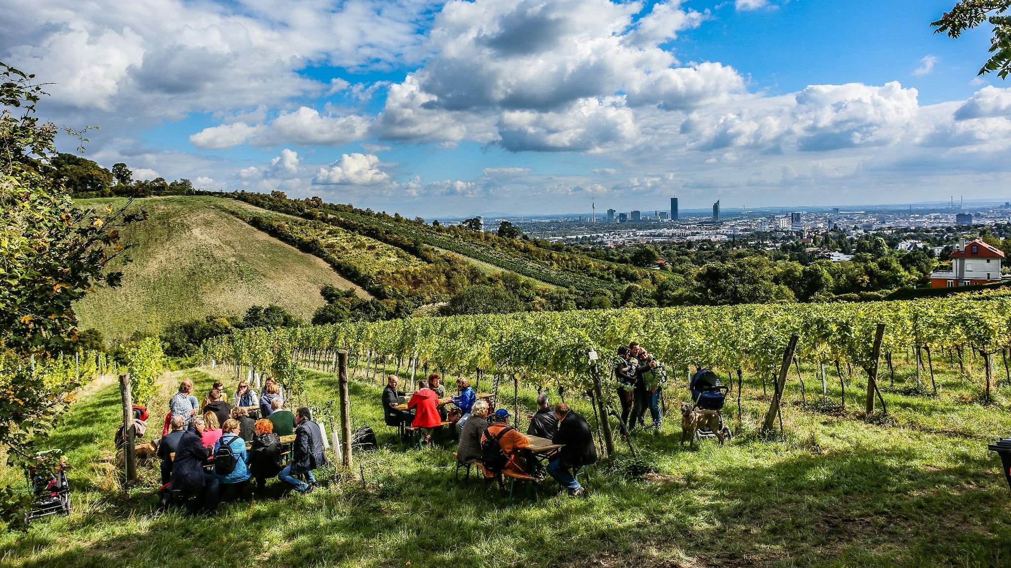 Wandern und Weingenuss - der traditionelle Wiener Weinwandertag bietet am ersten Oktoberwochenende eine perfekte Gelegenheit für einen Spaziergang in den malerischen Wiener Weinbergen.