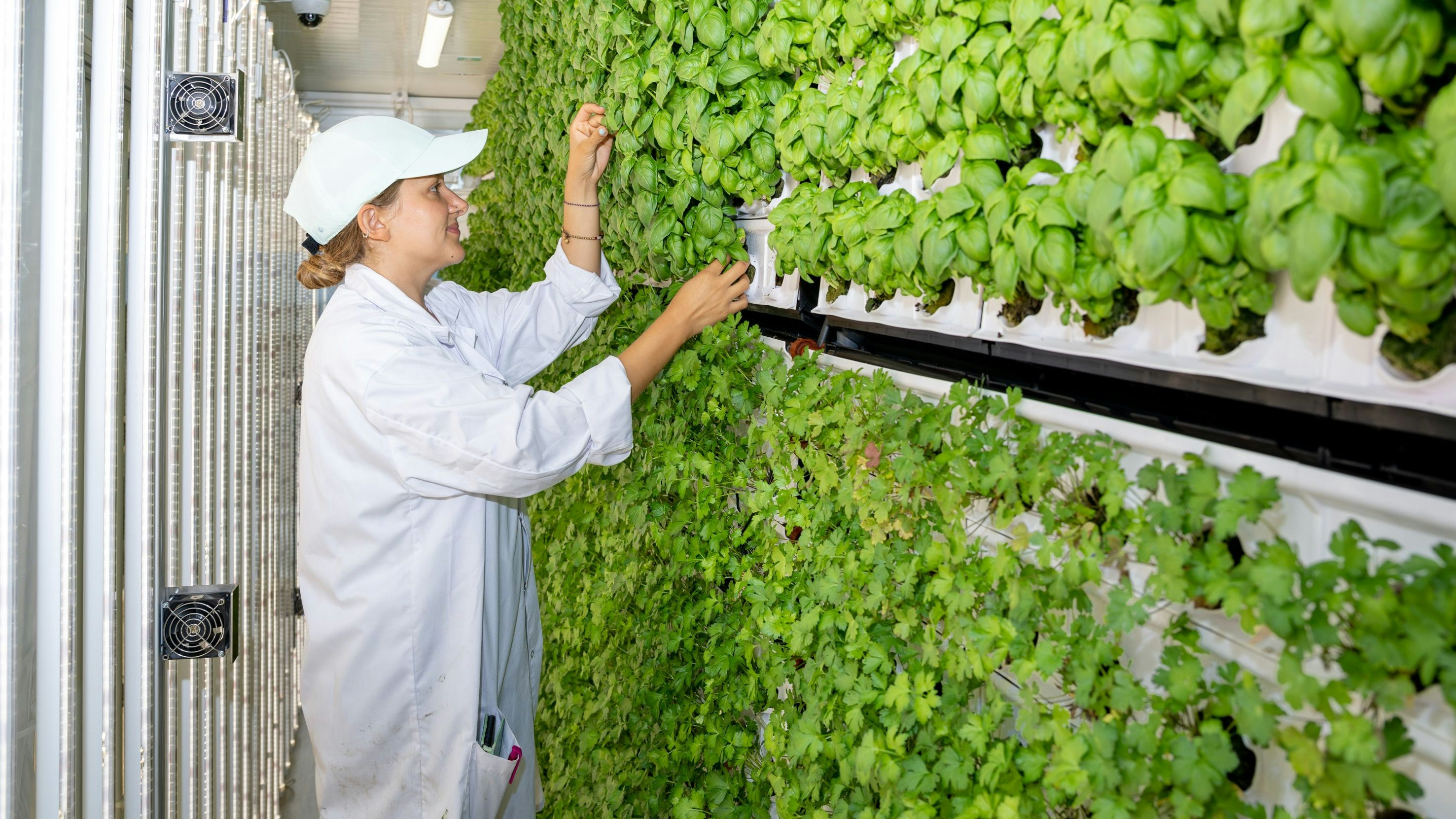 Billa's erste "Vertical Farm" in Wien.