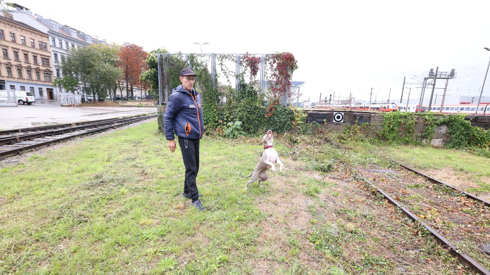 Nun sucht der Hundebesitzer aus Wien-Fünfhaus nach einem Tierarzt.