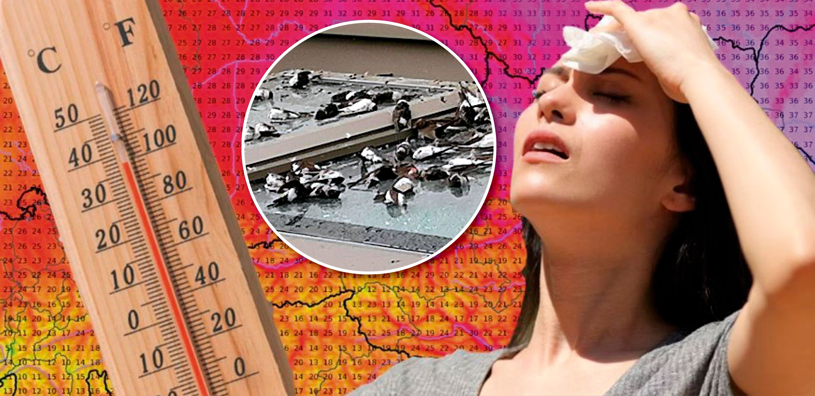 Im Sommer war es in Österreich häufig zu heiß und zu trocken. Dadurch gab es weniger Insekten in der Luft, wodurch es jetzt zu dem dramatischen Schwalbensterben in Teilen Österreichs kommt.