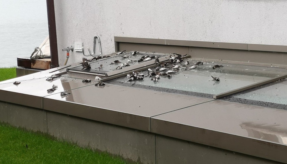 In Unterach am Attersee stürzten am Dienstag Dutzende Schwalben tot vom Himmel.