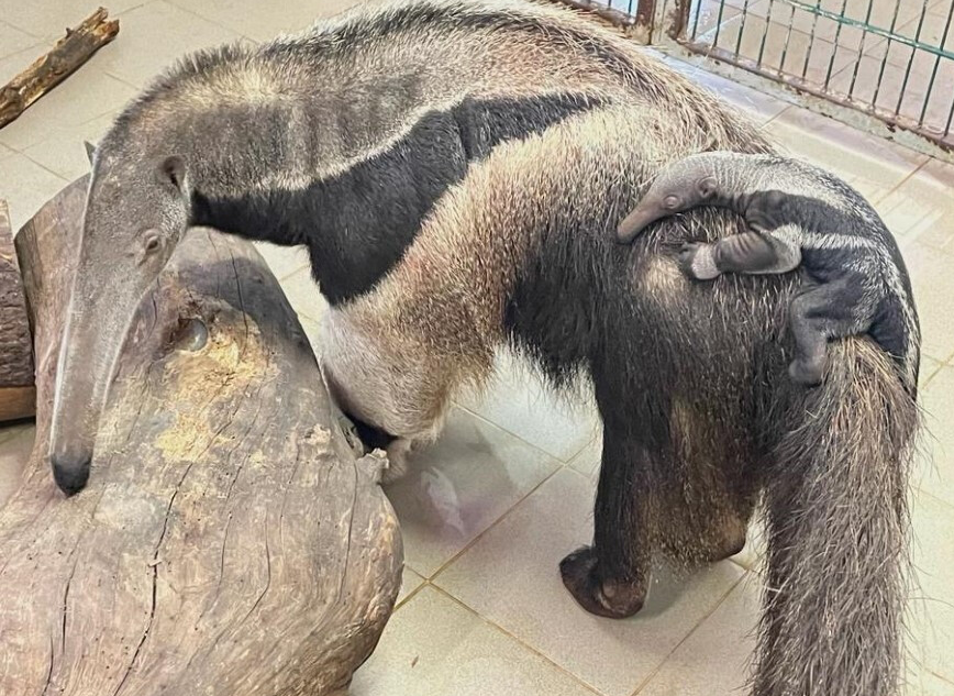 Das kleine Ameisenbär-Baby lässt sich von seiner Mama herum tragen.