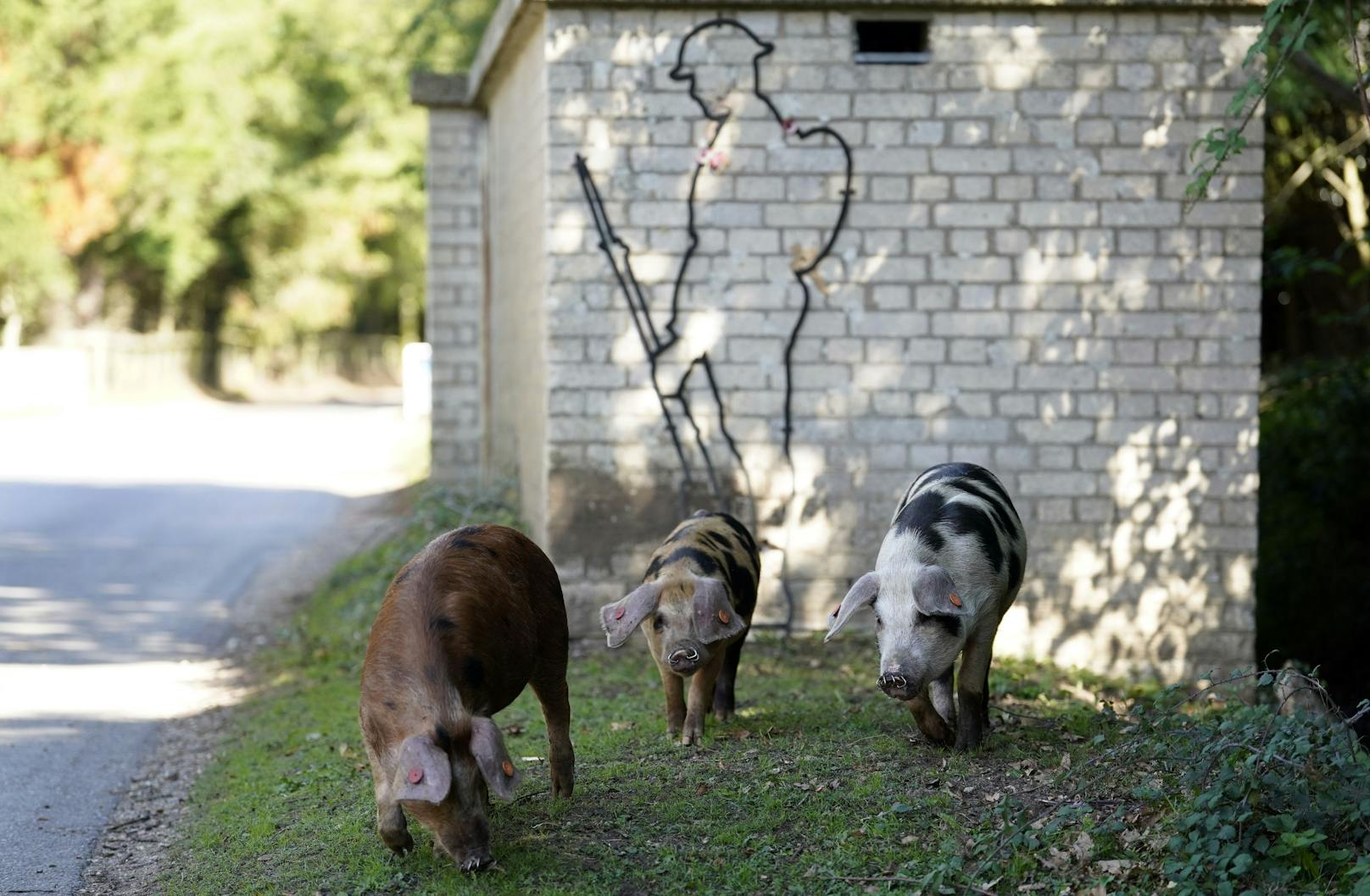 Mittlerweile sind die Schweine auch ein wichtiger Faktor für das Ökosystem.