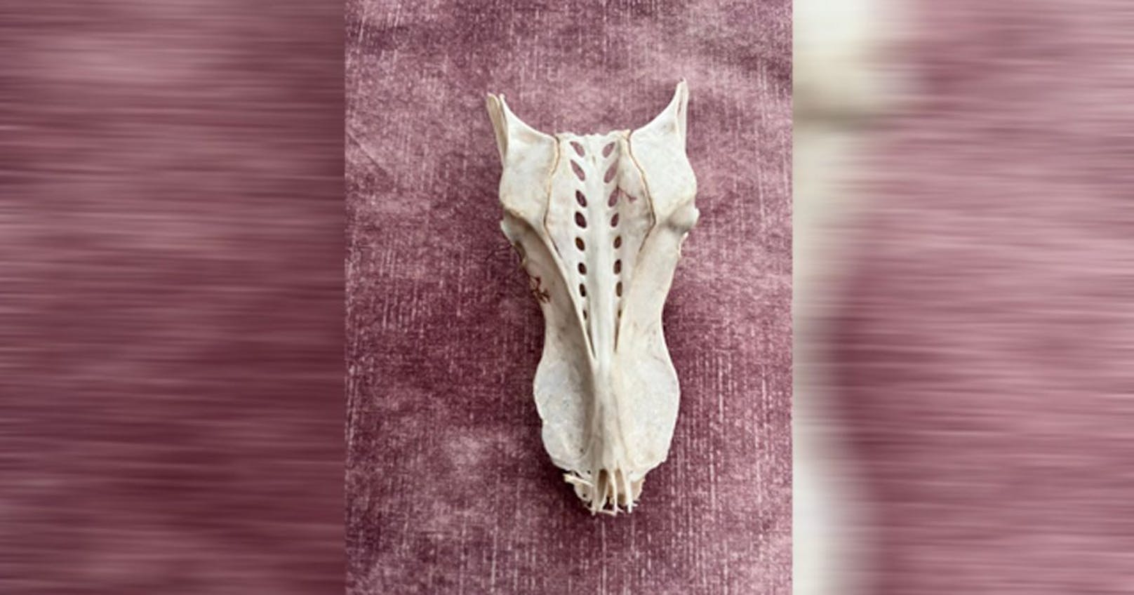 In diesem Knochen sehen einige Reddit-User eindeutig einen Drachenschädel.