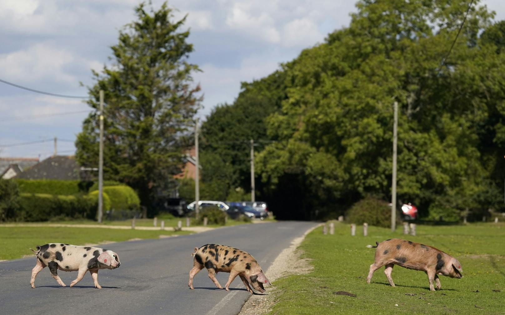 Dadurch werden die Pferde, Ponys und Rinder geschützt, für die zuviele Eicheln tödlich wären.