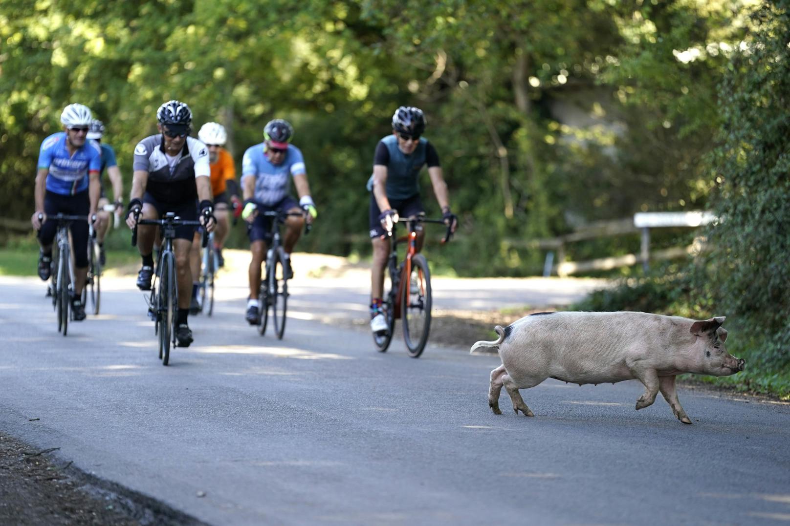 Die Bewohner von Ibsley in Hampshire sind an den Anblick der vielen Schweinchen bereits gewöhnt.