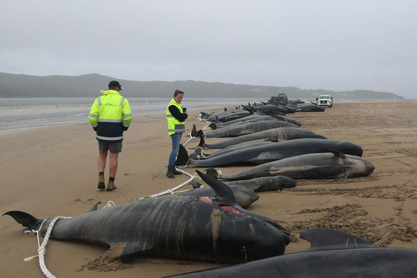 Etwa 30 Tiere konnten in letzter Sekunde gerettet werden. Die anderen Wale starben leider im Sand.