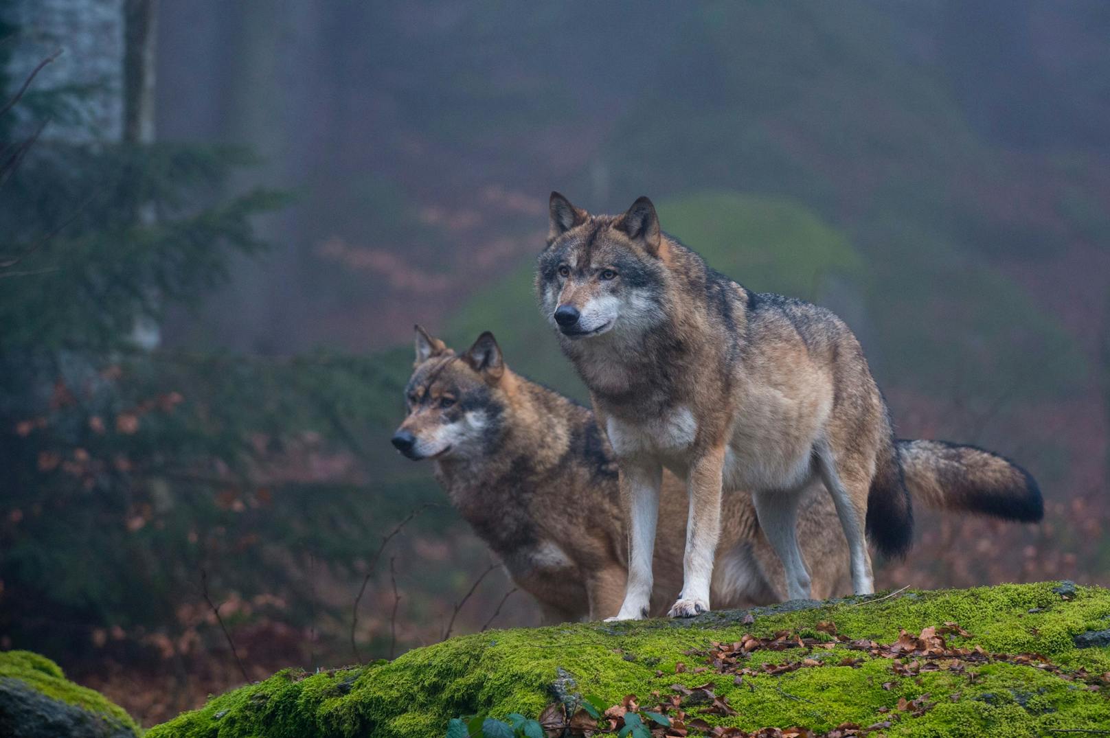 Die Wolfspopulation in Niederösterreich wächst