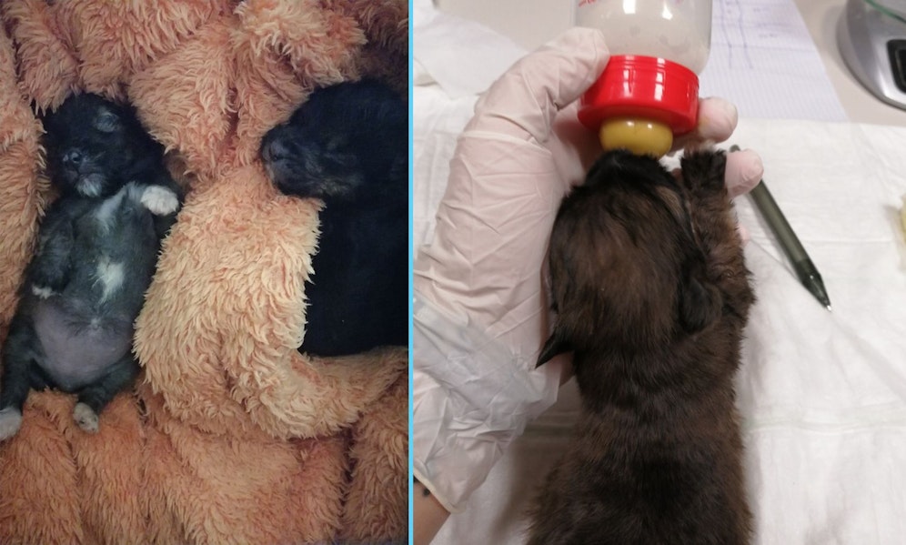 Drei winzige Hundebabys wurden am Vormittag des 04. Septembers von einem Passanten neben einer Mülltonne entdeckt.