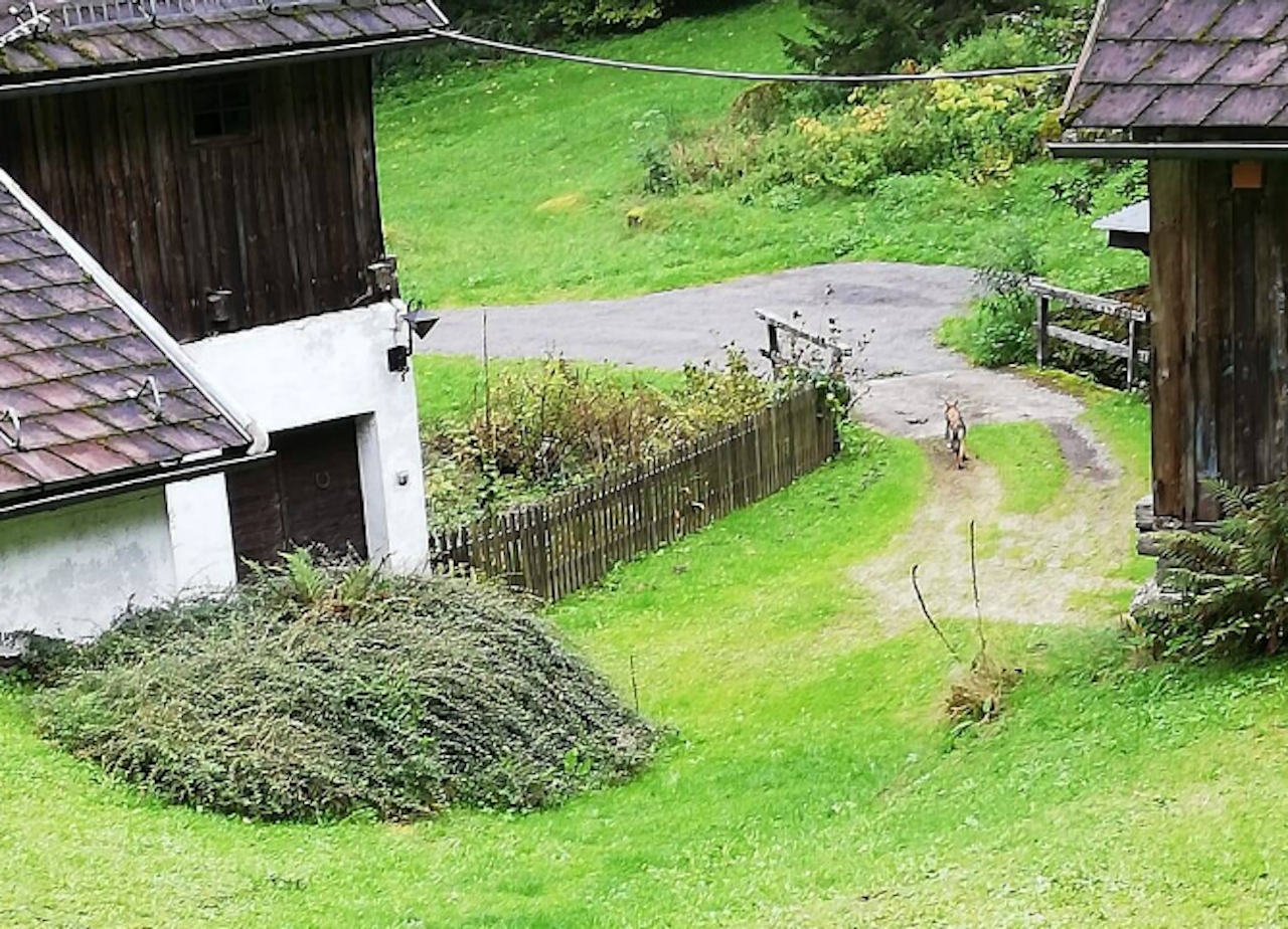 Heute.at - Keine Scheu! Wolf schaute Vize bei Waldarbeiten zu