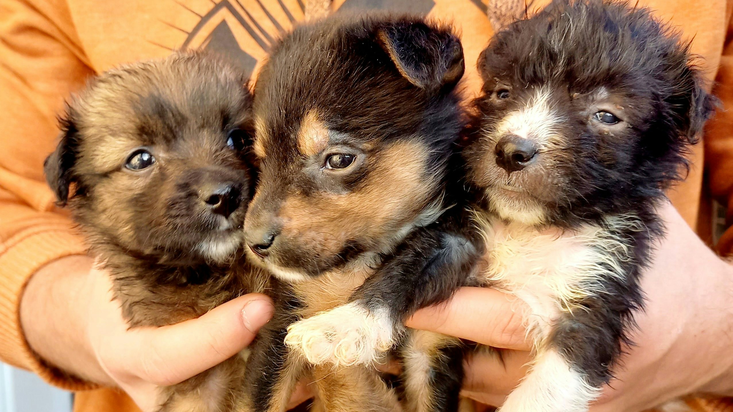 Das niedliche Trio aus dem Schuhkarton hat überlebt und sucht in ein paar Wochen ein liebevolles Zuhause.