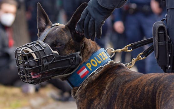 Ab Herbst sollen neun Polizeihunde einsatzbereit sein. (Symbolbild)