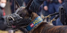 Einbrecher flüchtet – doch Polizeihund ist schlauer