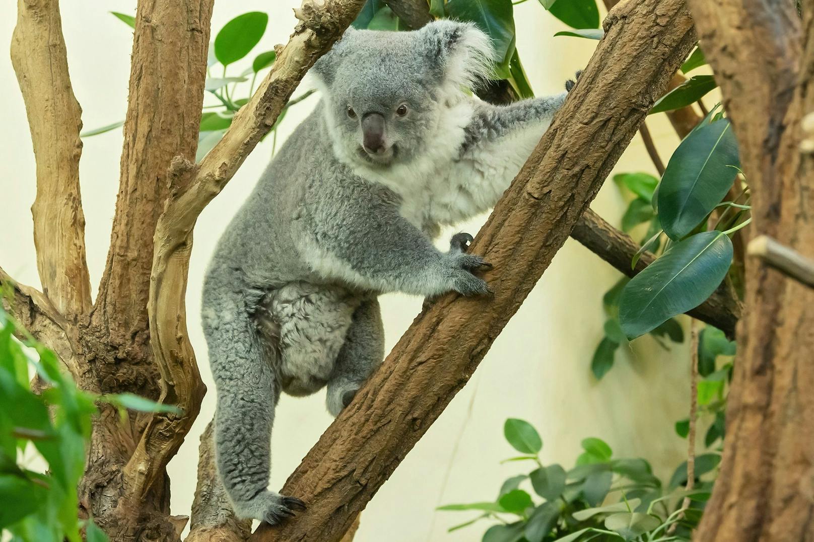Koala "Bunji" hat tatsächlich ein Baby im Beutel. 
