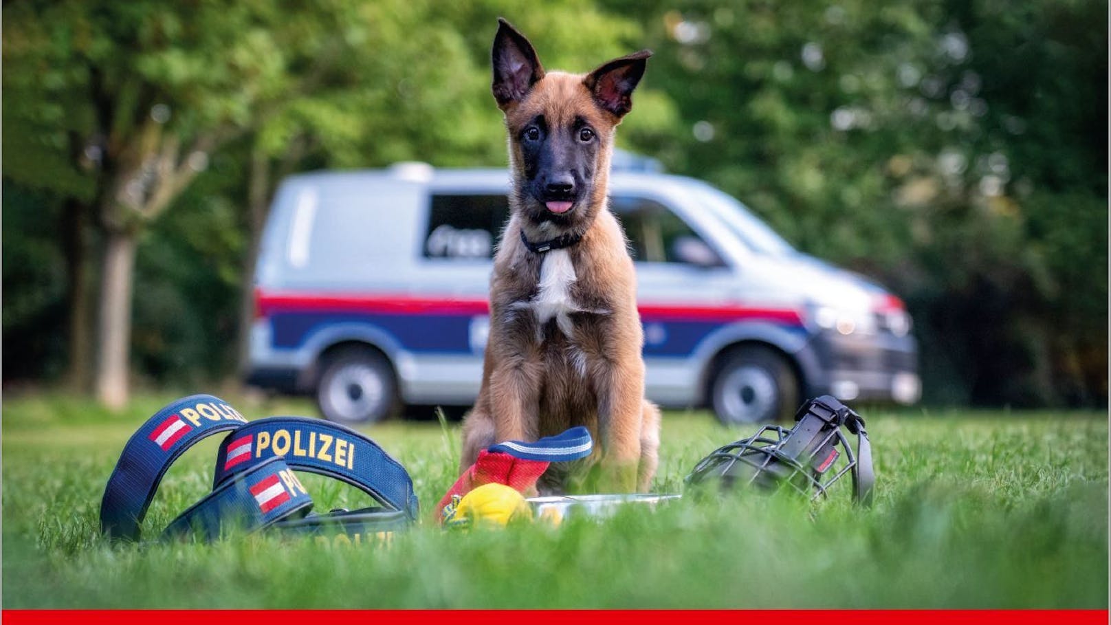 Jänner: Ein "Nachwuchspolizist" auf vier Pfoten mit seiner Ausrüstung.