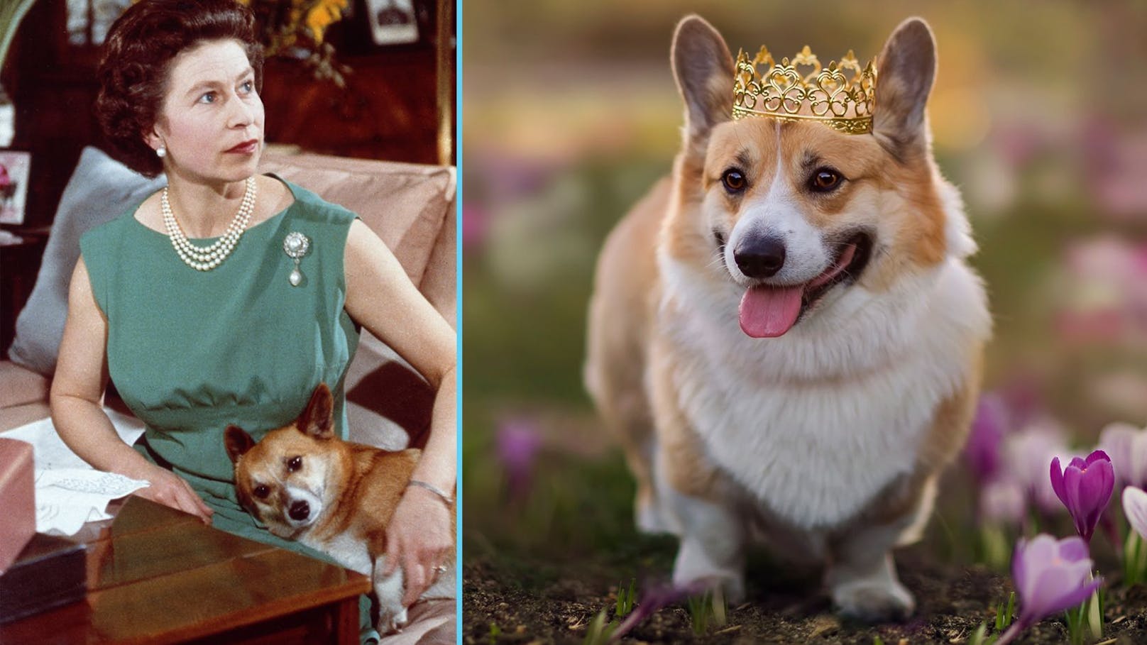 Nach Queen-Tod: Das Skandalgeschäft mit den Corgis