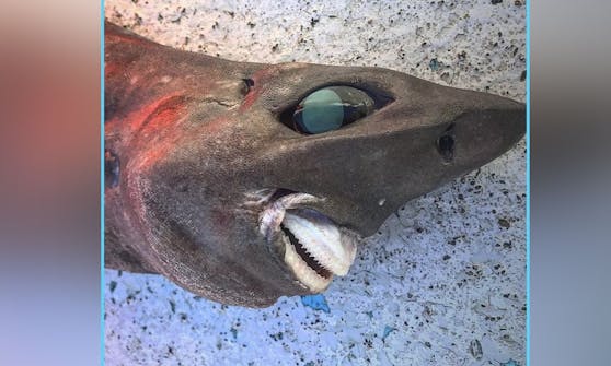 Einem australischen Fischer ging unlängst ein Hai mit merkwürdigem Grinsen ins Netz.