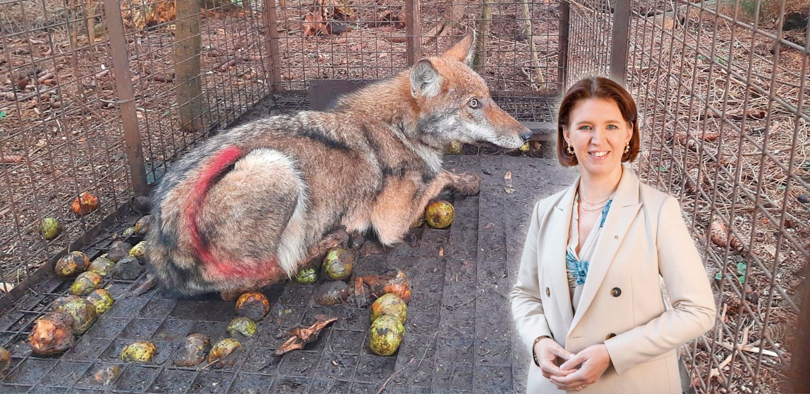 OÖ-Landesrätin Michaela Langer-Weninger will einen anderen Schutzstatus für die Tiere.