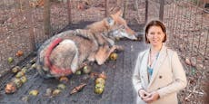 Video zeigt, wie Wolf durch Mühlviertler Wald läuft