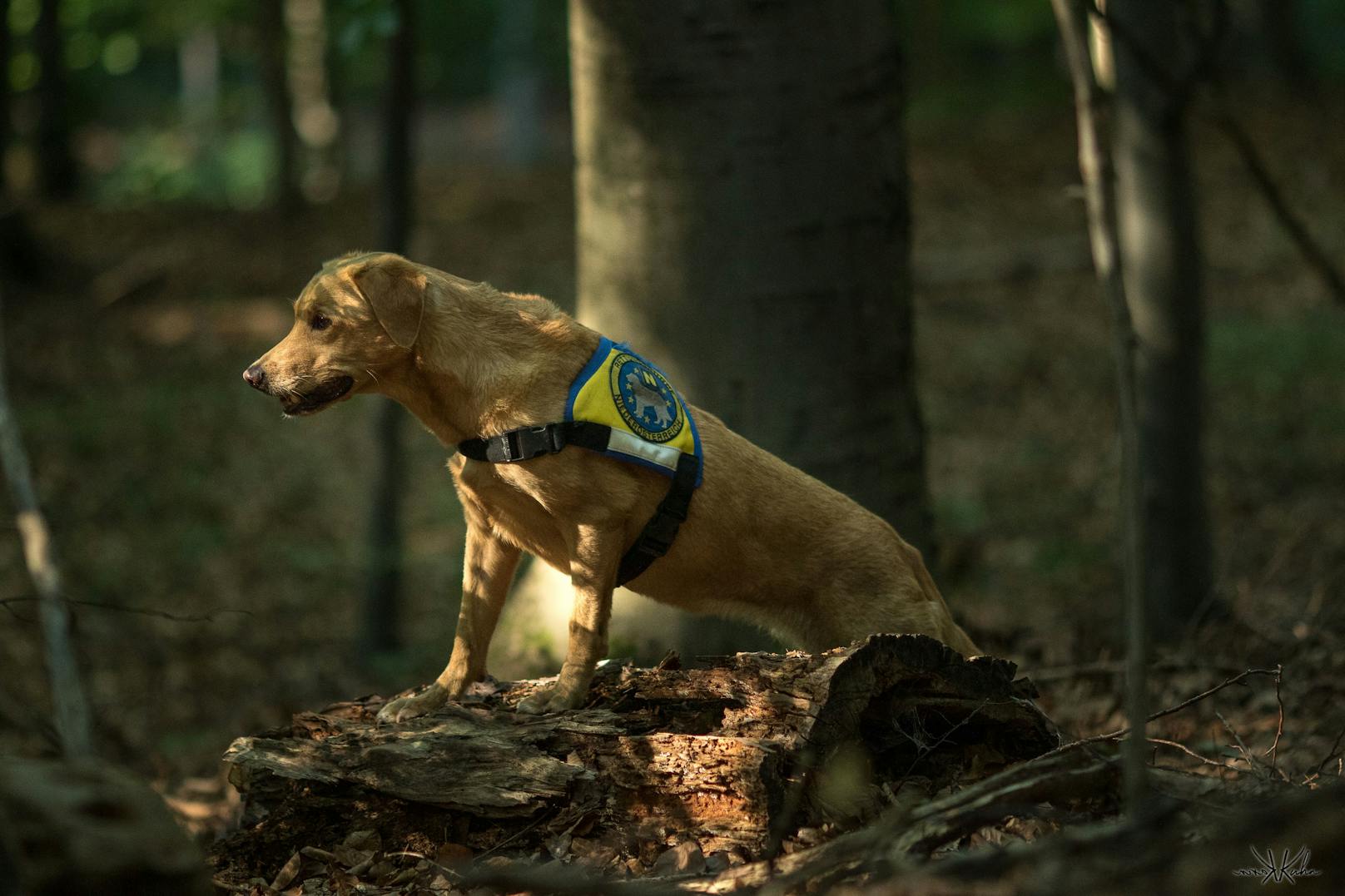 Der Rettungshund June ist mit 14 Jahren in Pension – aber gelernt ist gelernt