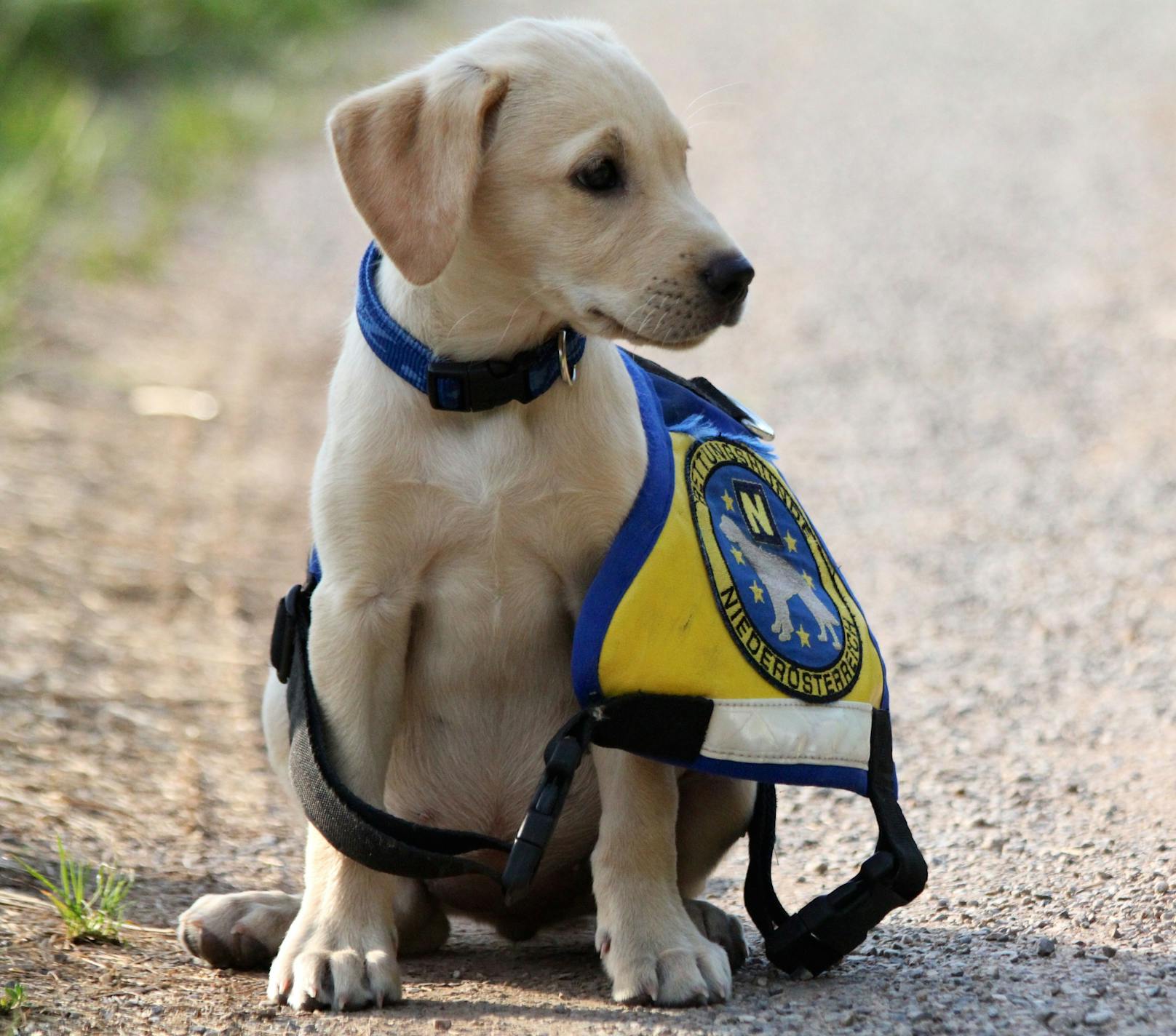 Der Rettungshund Gillie (7, auf dem Bild als Welpe) geht wöchentlich zum Training