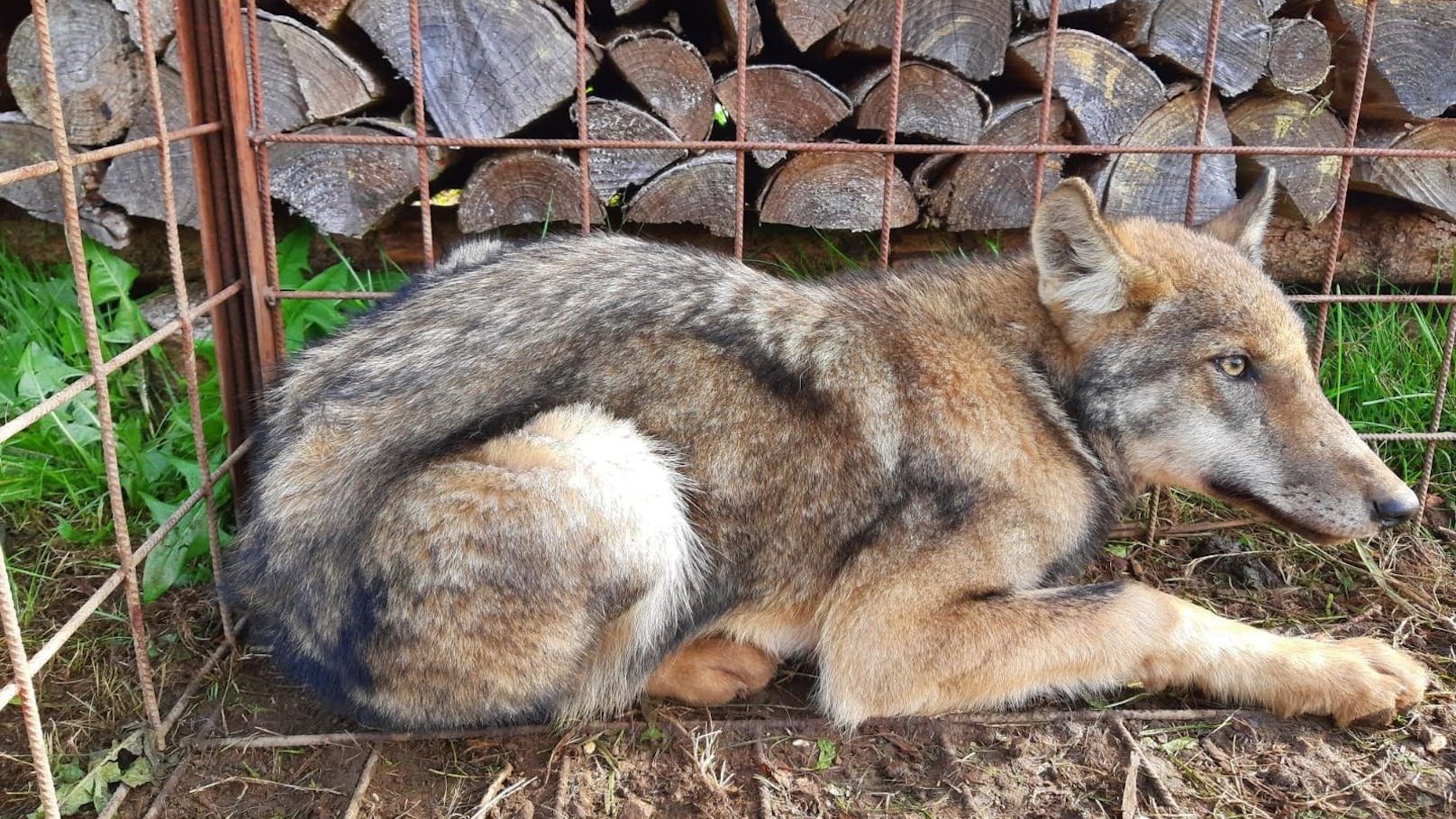 Sowohl die Politik als auch Tierschützer betonen die Notwendigkeit von Wölfen.
