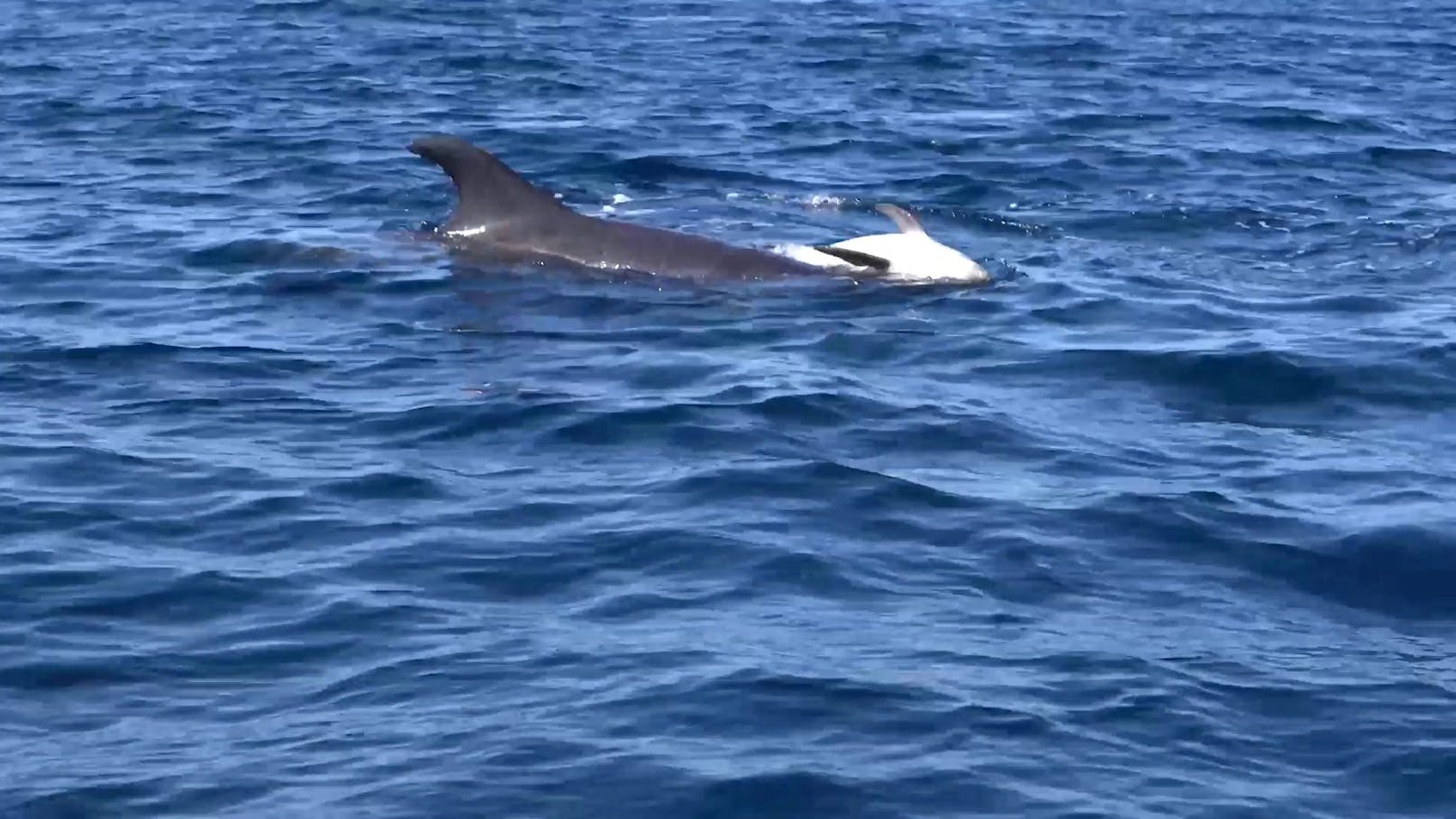 Traurig: Delfinmama trägt totes Baby durchs Mittelmeer