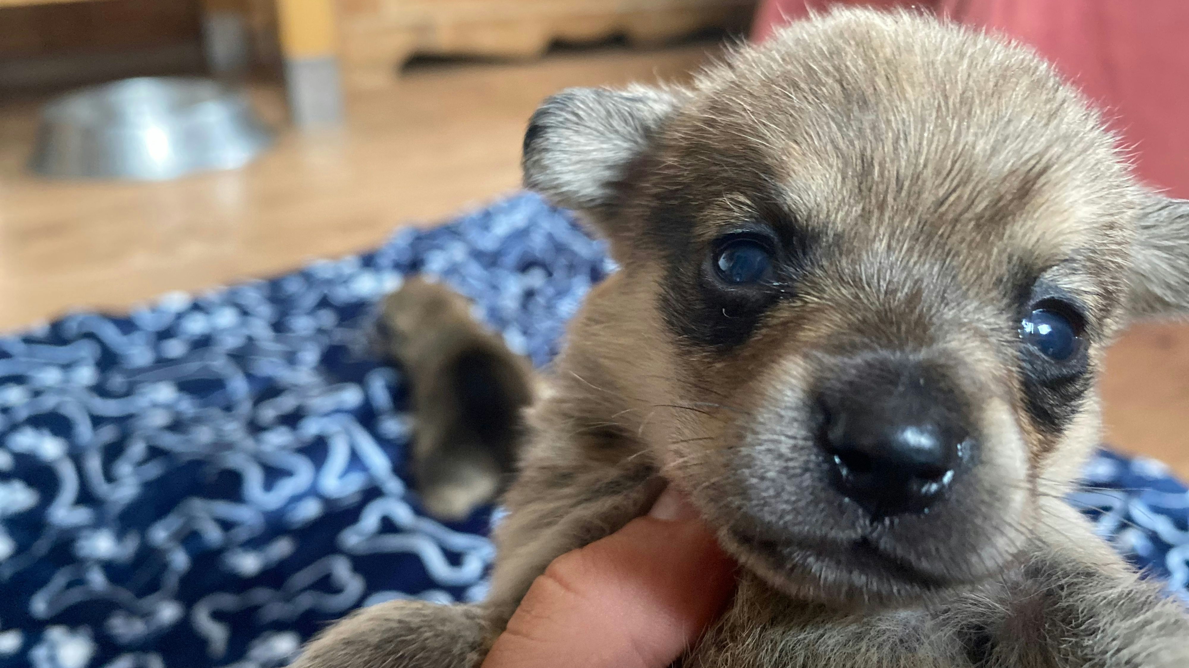 Ob die zwei Welpen "Marty" und "Lilly" auch Inzucht-Welpen sind, weiß man nicht genau. 