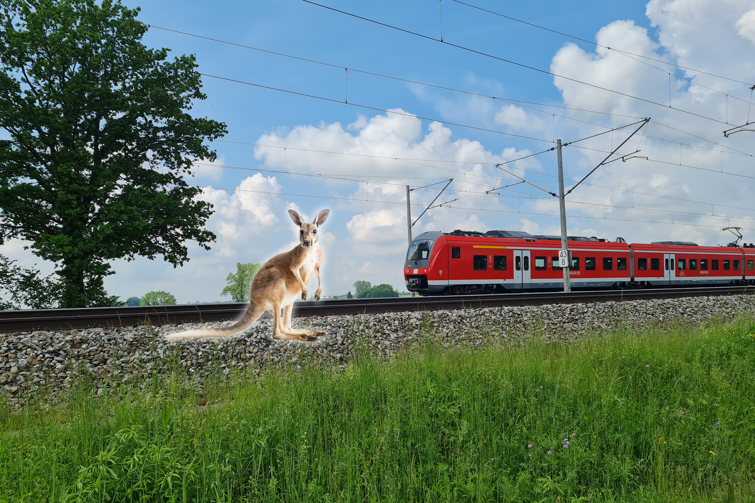 Das Känguru hatte keine Chance.