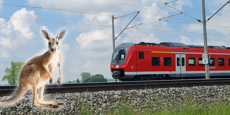 Das Känguru hatte keine Chance.