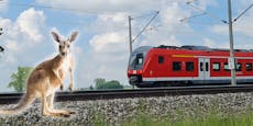 Känguru in Deutschland von Zug getötet