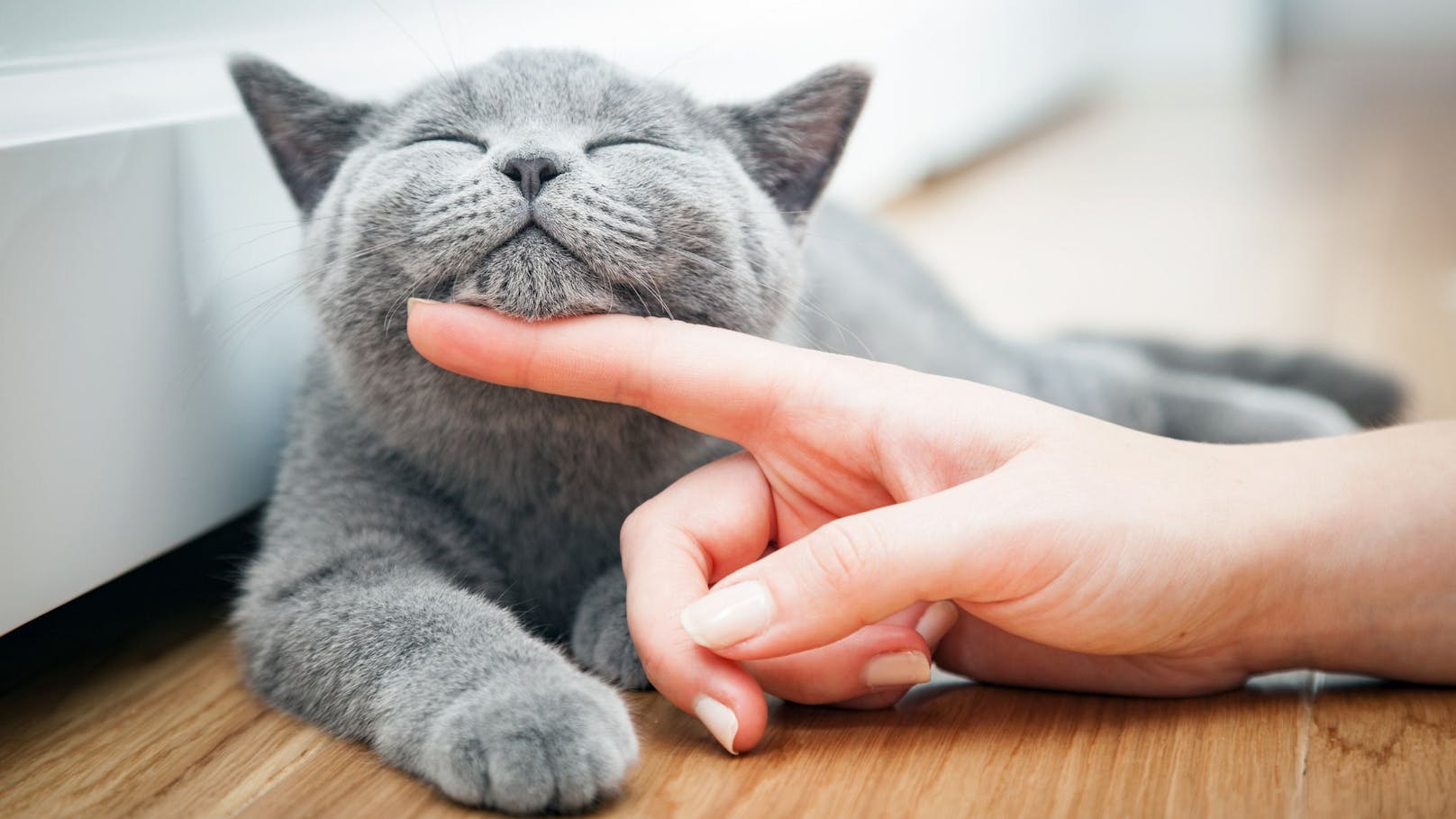 Mit Fingerspitzen und Fingernägeln sollte man das Katzengesicht mit angenehmen Druck massieren.