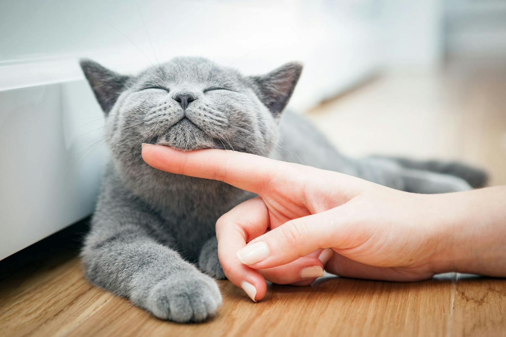 Mit Fingerspitzen und Fingernägeln sollte man das Katzengesicht mit angenehmen Druck massieren.